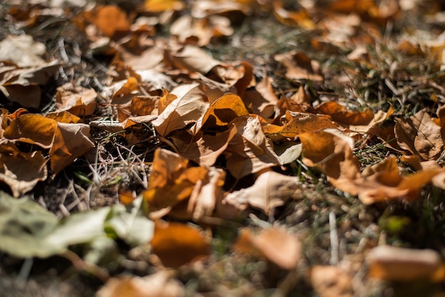 地面の緑の草に落ちた黄色とオレンジ色の紅葉。