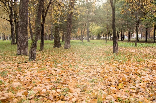 опавшие желтые и оранжевые листья на зеленой траве вокруг темных старых деревьев в городском парке