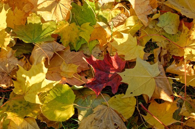 落ちた黄橙色と赤の紅葉