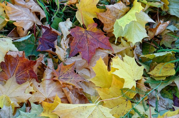 落ちた黄橙色と赤の紅葉