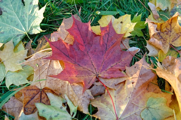 落ちた黄橙色と赤の紅葉