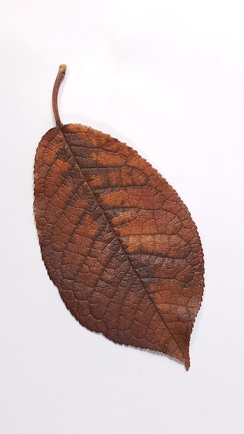 A falling apple tree leaf isolated on a white background Isolated apple leaf