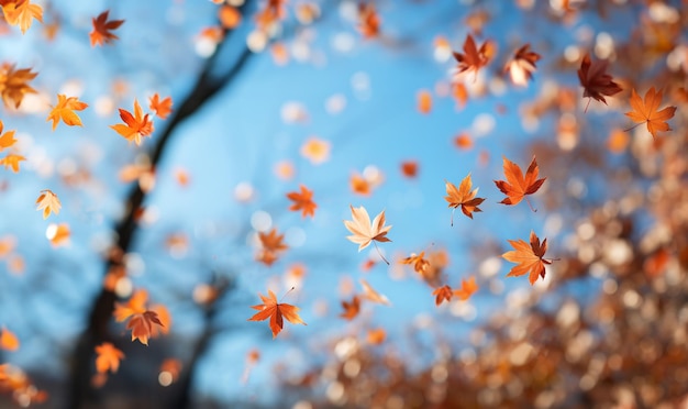 カラフルな空に落ちる紅葉黄色の木々と太陽の美しい秋の風景カラフル