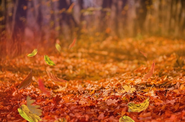 秋の紅葉カラフルな落ち葉と秋の屋外の自然の背景