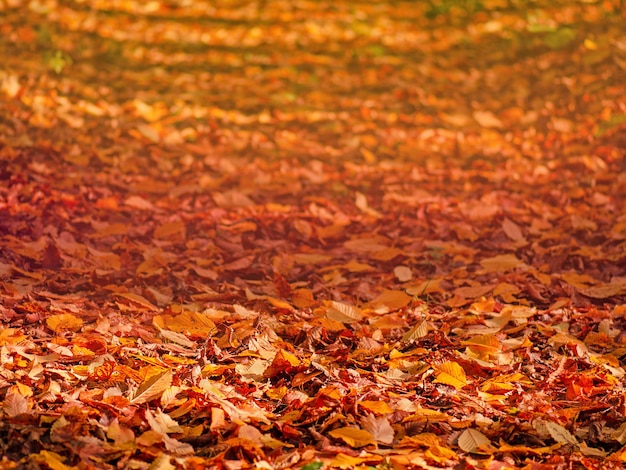 Falling autumn maple leaves lie on the ground Colorful backround of fallen autumn yellow maple leaves