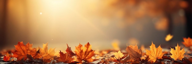 Falling Autumn Maple Leaves Natural Background Banner Image For Website Background