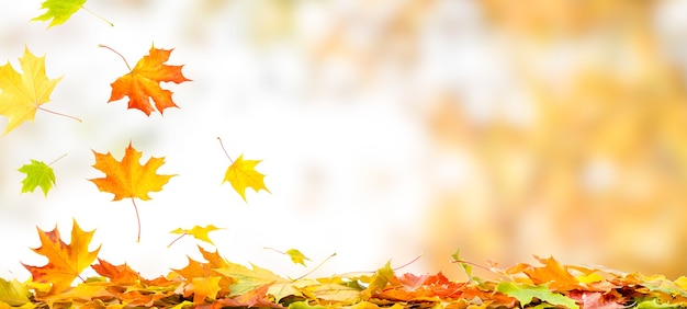 Falling autumn maple leaves natural background. Colorful foliage banner with copy space.