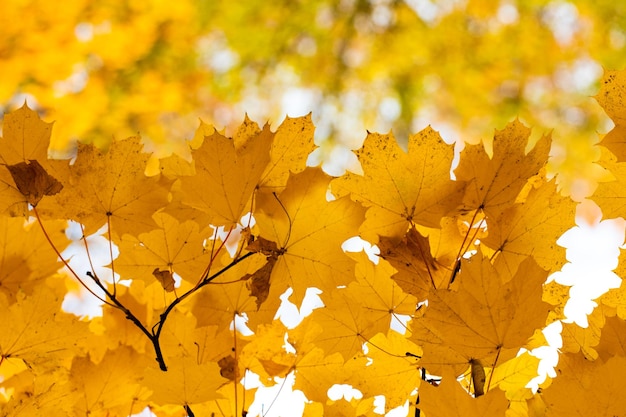 Falling autumn maple leaves natural background. Colorful foliage.