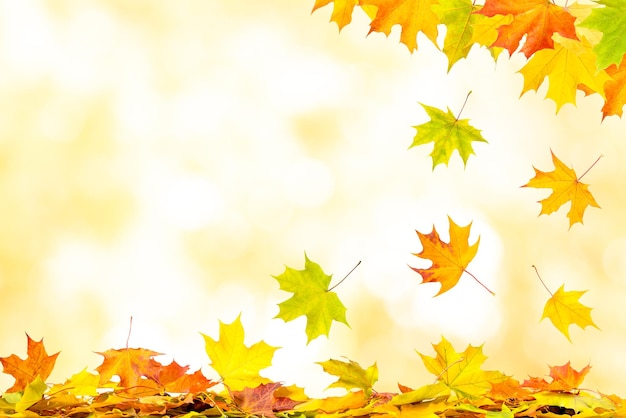 Falling autumn maple leaves natural background with copy space