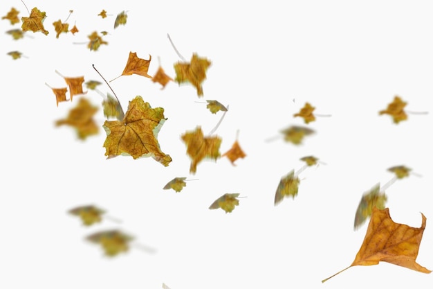 Foto foglie naturali di acero che cadono su sfondo sfocato.