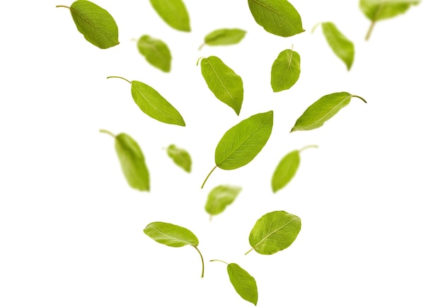 Falling down green leaves of plum tree or tea, isolated on white background. Foliage levitation concept. Botanical pattern, collage. Close up, copy space