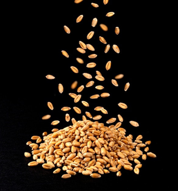 Падающие сухие зерна пшеницы, изолированные на черном