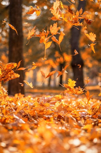 Foglie di acero gialle asciutte cadenti su un autunno