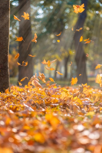 Falling dry yellow maple leaves in the rays of a bright sun 