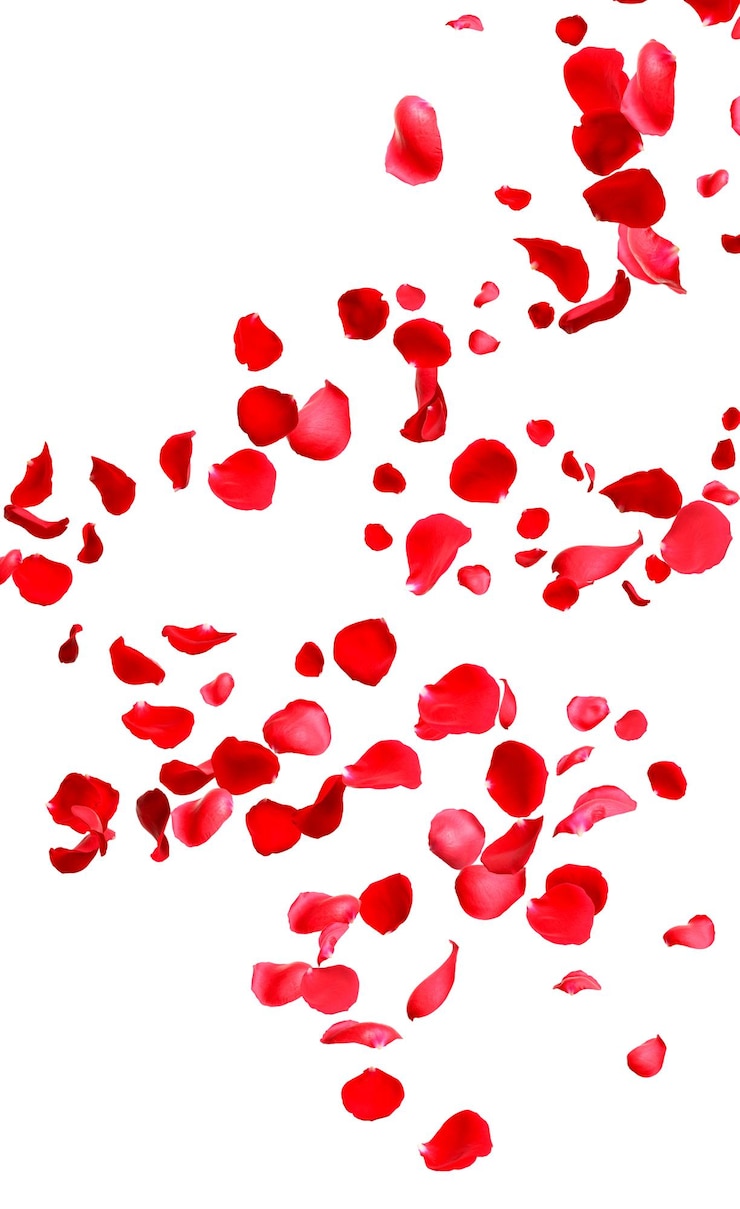 Photo falling fresh red rose petals on white background
