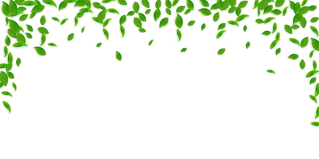 Foglie verdi che cadono foglie caotiche del tè fresco che volano fogliame primaverile ballando su sfondo giallo verde modello di sovrapposizione estate divertente curiosa illustrazione vettoriale di vendita primaverile