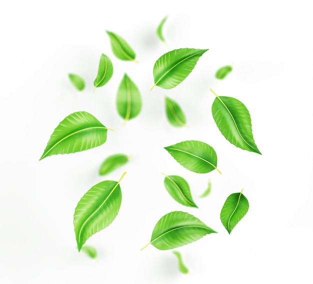 Falling green tea leaves or mint fresh foliage of lime or peppermint flying in air 3d render Organic element for product packaging design advertising isolated on white background
