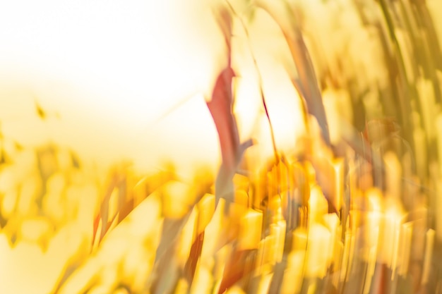 Falling leaves natural blurred bokeh background Blurry falling leaves natural bokeh background