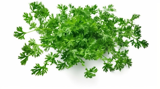 Falling Parsley isolated on white background