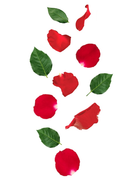 Falling red rose petals and green leaves isolated on white background applicable for design of greeting cards on Valentine's Day