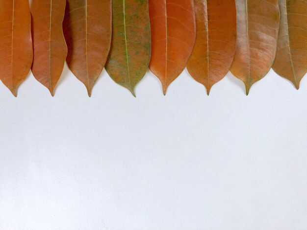 The falling tree leaf are lay on white 