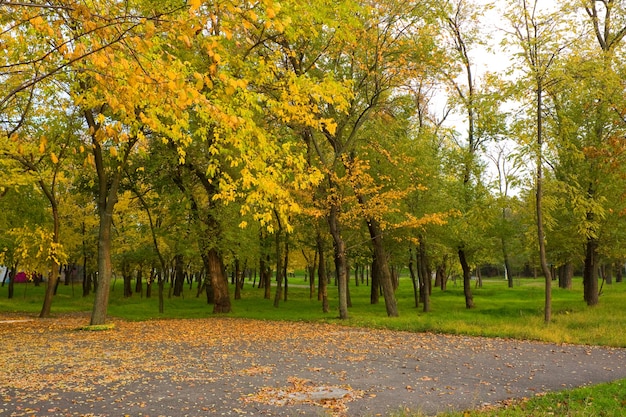 Falling trees by the road