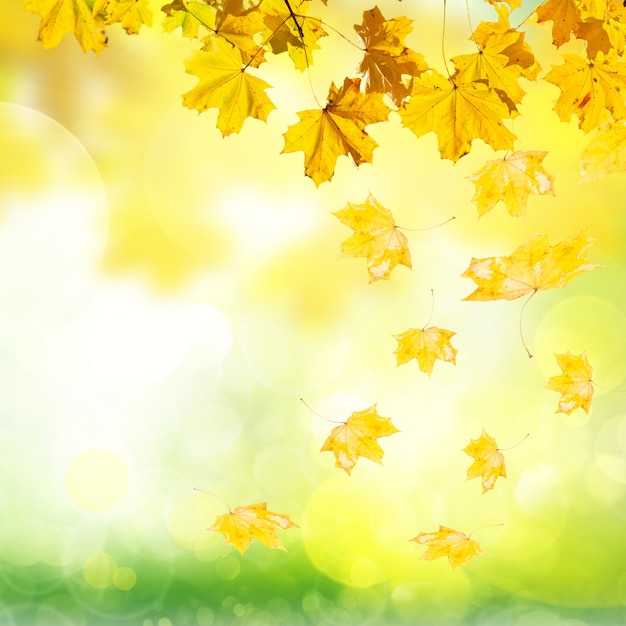 Falling yellow leaves and grass bokeh background with sun beams