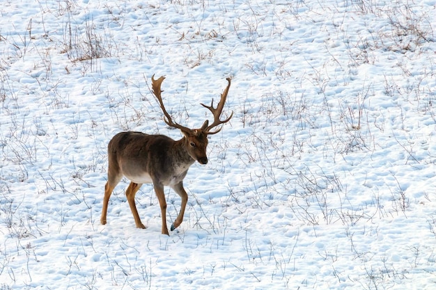 Fallow deer buck snow winter landscape (Dama Dama)
