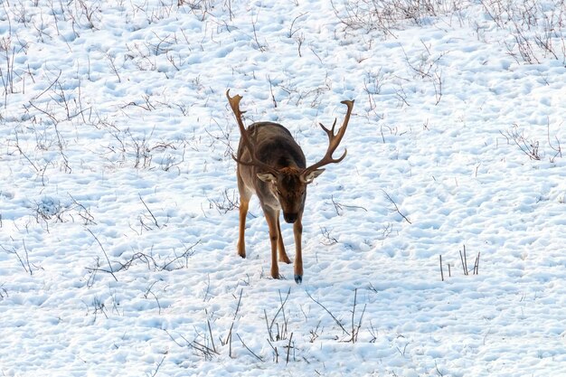 Fallow deer buck snow winter landscape (Dama Dama)