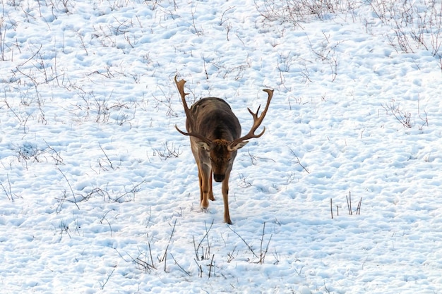 Fallow deer buck snow winter landscape (Dama Dama)