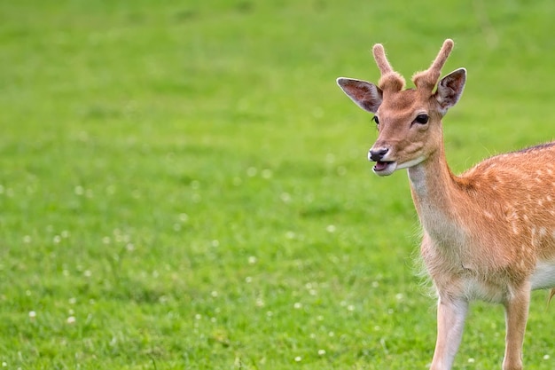 Fallow deer in a clearing a portrait