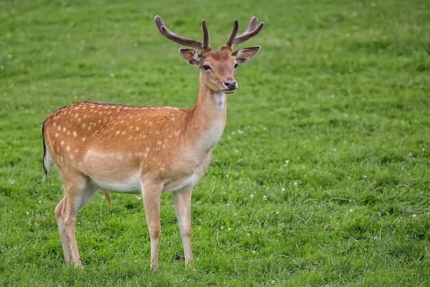 Fallow deer in a clearing