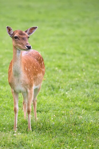 Fallow deer in a clearing