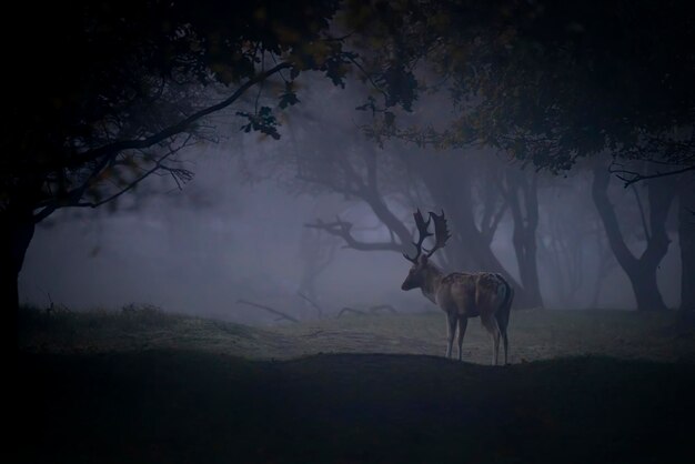 Fallow deer (Dama dama) a cold and misty autumn morning in rutting season