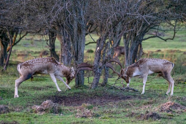 Fallow deer (Dama dama) fighting in rutting season