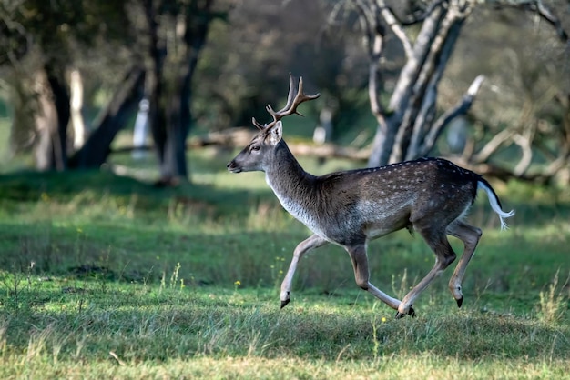 写真 発情期の森のダマダマ