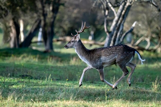 Fallow deer (Dama dama) in rutting season in  the forest