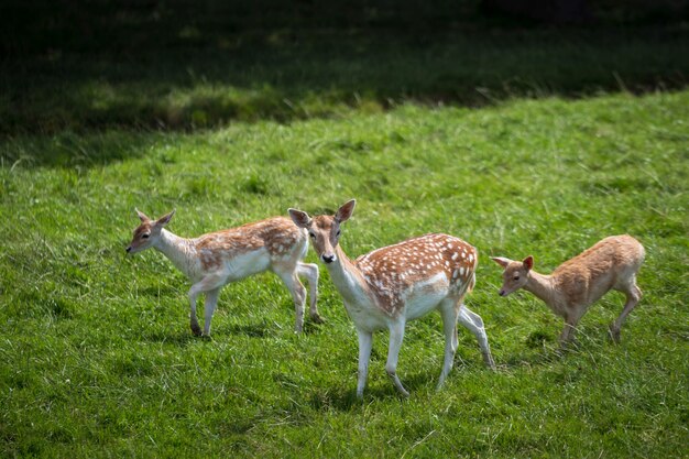 Fallow Deer (Dama dama)