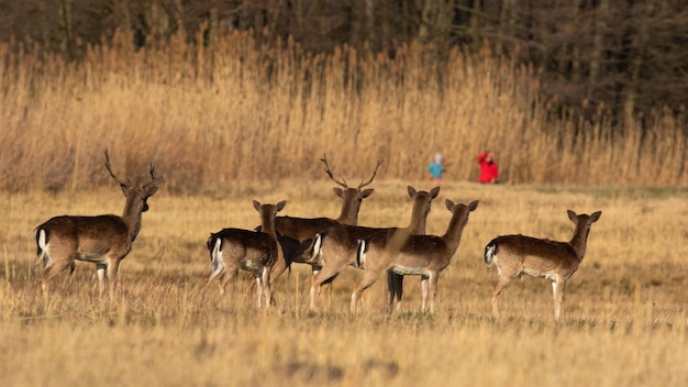 Fallow deer disturbed by a group of people on dry field in springtime