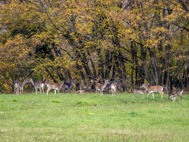 Fallow deer family in autumn season like painting