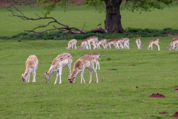 Fallow deer in a field