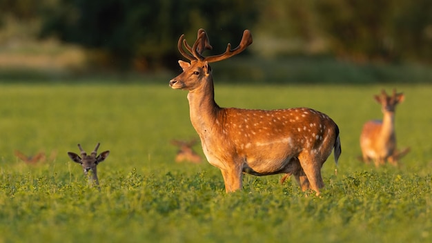 Fallow deer looking aside on clover in summer sunlight