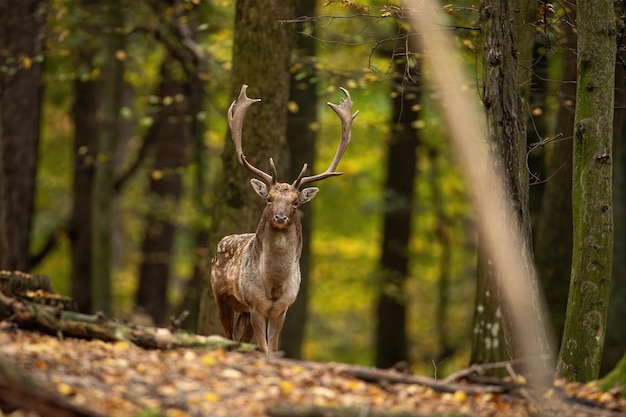 Fallow deer looking to the camera in forest in autumn