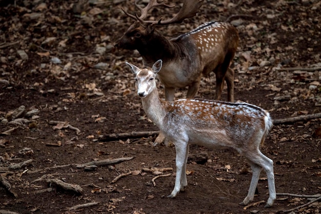 Fallow deer in love season