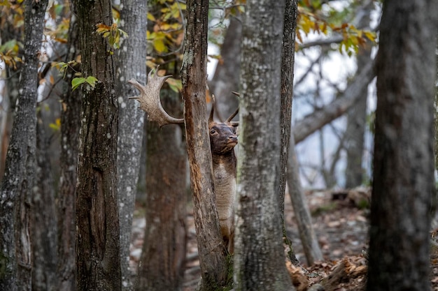 Fallow deer in love season