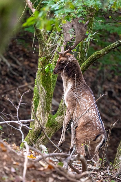 Fallow deer in love season