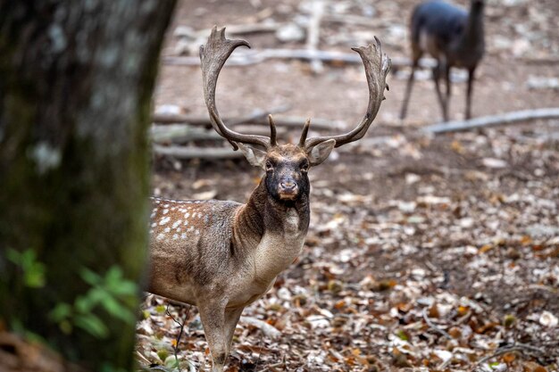 Fallow deer in love season