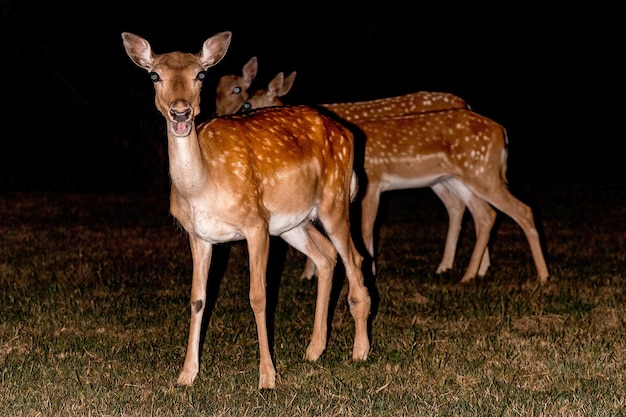 Fallow deer at night isolated on black