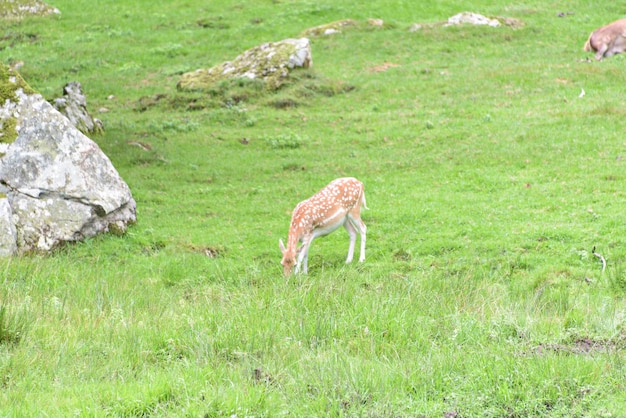 Fallow deer during the rutting season