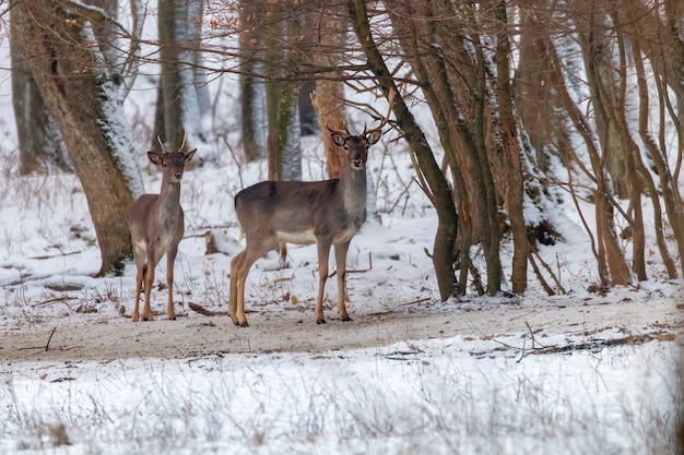 Fallow deer snow forest landscape (Dama Dama)